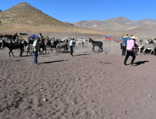 Fiesta de Chaucho y rodeo de burros refuerzan la identidad campesina