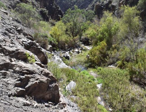 Crece interés por preservar espacios ricos en biodiversidad