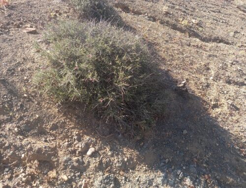 Vegetación nativa de la Comunidad Agrícola Olla de Caldera